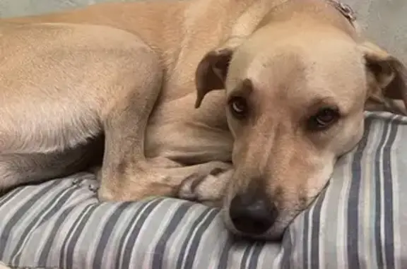 Cachorra Caramelo Perdida em Maracanaú