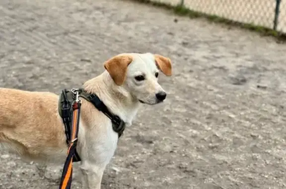 Chienne croisée labrador perdue à Magny - photo