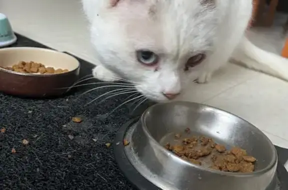 Chat borgne sociable à Saint-Germain-Laval - photo
