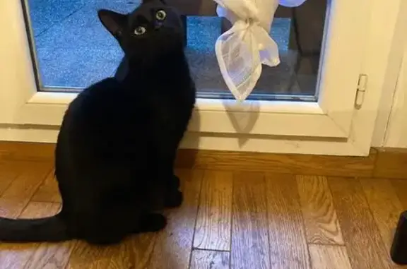 Animaux perdus Rennes, photo: Chat noir 3 ans perdu à Rennes