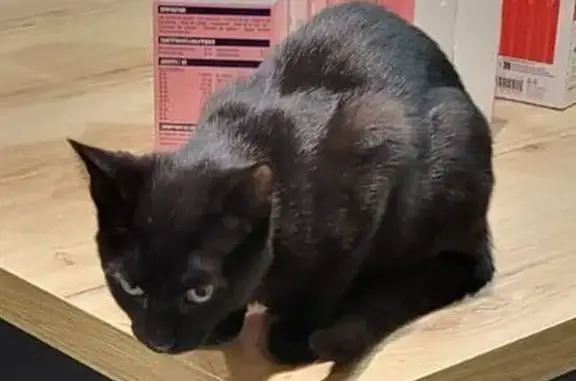 Animaux perdus Galgon, photo: Chat noir de 5 mois perdu à Galgon