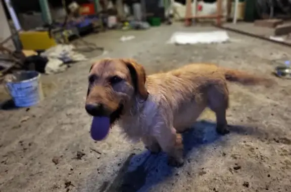 Chien trouvé , photo: Basset fauve mâle trouvé à Coussay