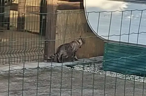Chat trouvé , photo: Chat errant avec collier à Argelès-sur-Mer