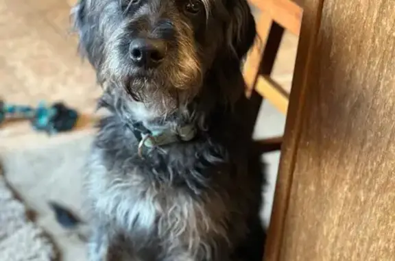 Lost Gray Schnauzer-Poodle in Bryant, AR