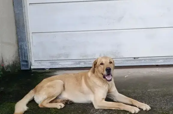 Golden/Labrador encontrado em Itapevi