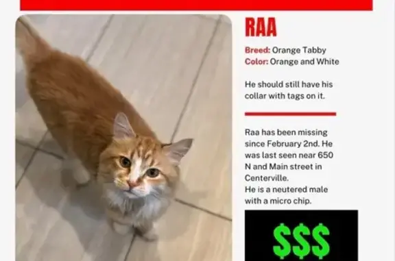 Help Find Raa: Friendly Orange Cat Lost