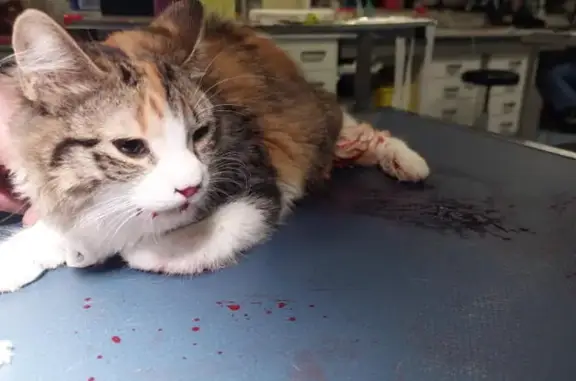 Chatte « Isabelle » trouvée à St-Cyprien - photo