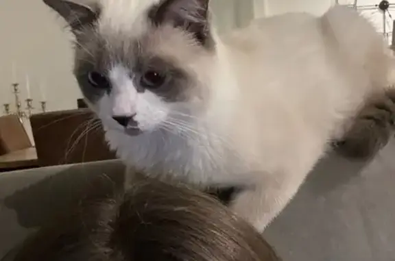 Animaux perdus La Boisse, photo: Chaton Coco perdu : 6 mois, yeux bleus