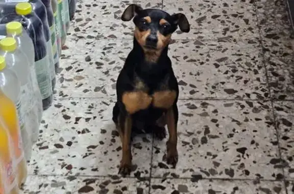 Perro pequeño negro y marrón encontrado en Tomares