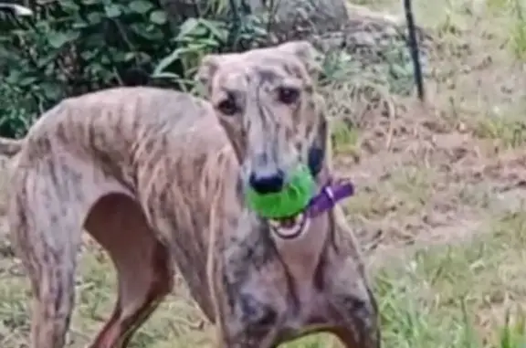 Perro Perdido: Galga Atigrada con Chip en Cantabria