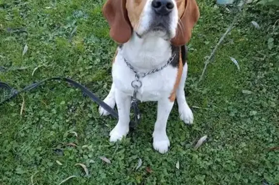 Chien perdu , photo : Beagle perdu à Saint-Martin-la-Garenne