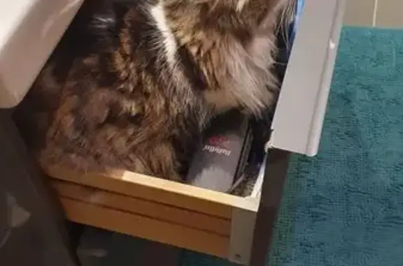 Animaux perdus Pertuis, photo: Minette, chatte tricolore perdue à Pertuis