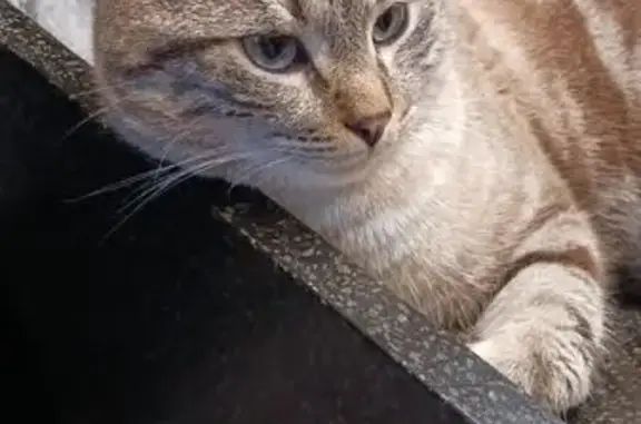 Chat perdu, Bonne, photo: Chat crème et marron perdu à Bonne