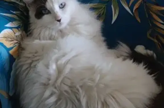 Stella, chat blanc, perdue à Peymeinade - photo