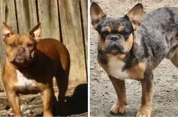 Lost Dogs: American Bully & Frenchie in Knightdale