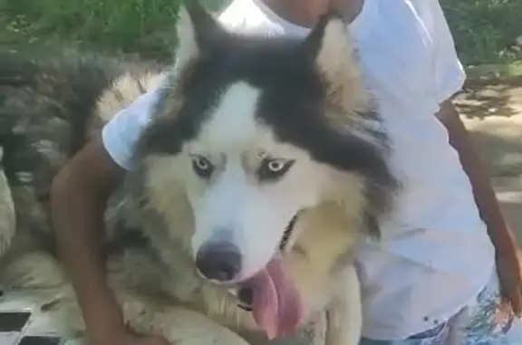 Husky Siberiano Perdida em São Paulo