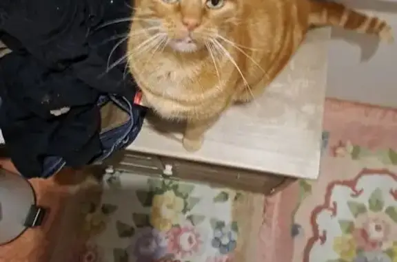 Chat perdu à Civray-de-Touraine - photo