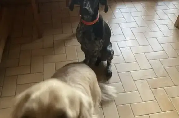 Chien perdu , photo : Braque allemand perdu à Nielles-lès-Bléquin