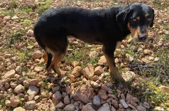 Perro Joven Encontrado en Daimiel: Ayuda