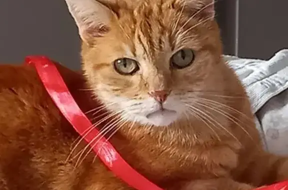 Chat perdu, Brétigny-sur-Orge, photo: Chat roux sociable perdu à Brétigny-sur-Orge