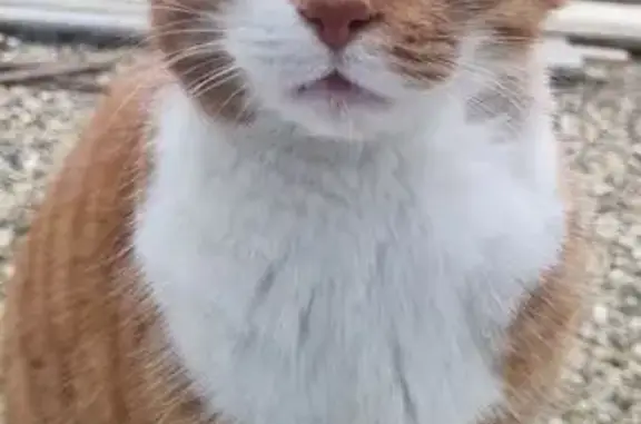 Chat trouvé , photo: Chat roux et blanc trouvé à Montreuil