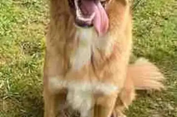 Chien perdu , photo : Berger Australien roux perdu à Sainte-Croix