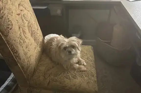 Help Find Jasper: Missing Shih Tzu Yorkie