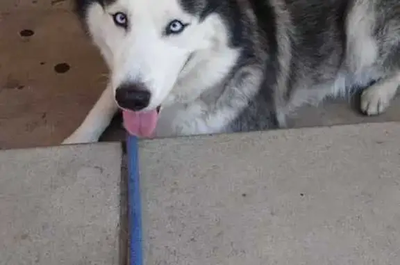 Lost Husky Jax: Help Find Him in Allentown!