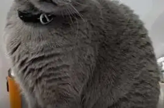 Chat British shorthair gris perdu Tacoignières - photo