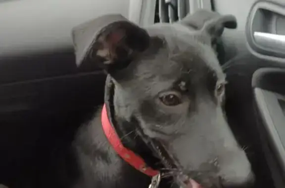 Chienne noire trouvée à Toulouse - photo