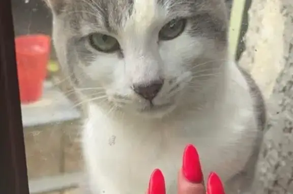 Chat mâle câlin trouvé à Mesnil-Saint-Nicaise - photo