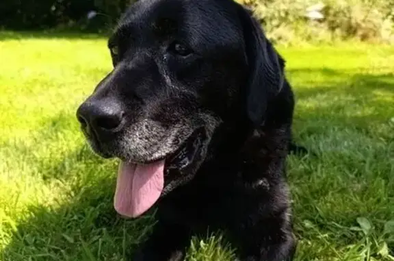 Animaux perdus Plomeur, photo: Chien noir 14 ans perdu à Plomeur