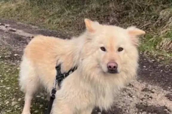Chien perdu Azay-sur-Cher, photo : Chien perdu : Tommy, sable, RD 20 Azay