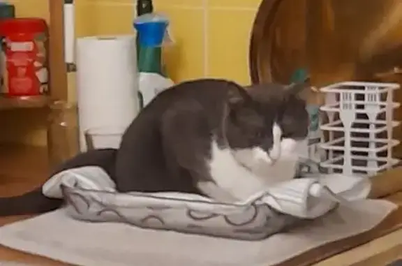 Animaux perdus Ifs, photo: Chat gris et blanc perdu à Ifs