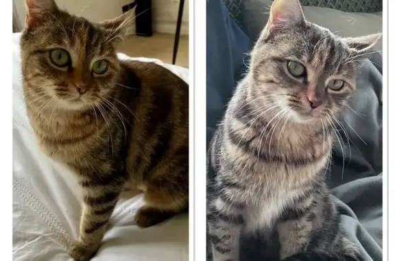 Chat perdu, Dieppe, photo: Chatte Tigrée Perdue à Dieppe