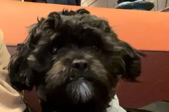 Lost and found pets , photo: Missing Shih-Poo: Last Seen on Taylor Ave