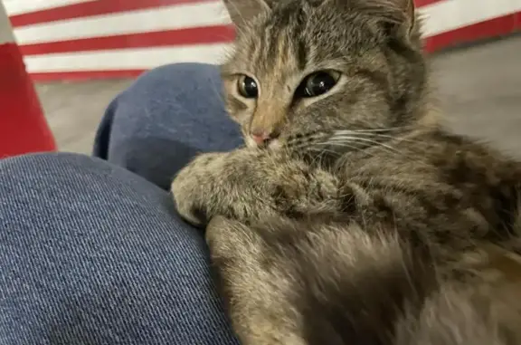 Gata Mansa Encontrada en Ciudad Jardín, Córdoba