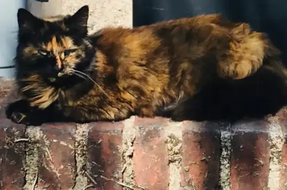 Chat perdu, , photo: Tribord, chatte écaille perdue à Luriecq