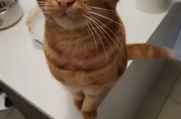 Animaux perdus Toulon, photo: Chat roux perdu à Toulon, aide recherchée