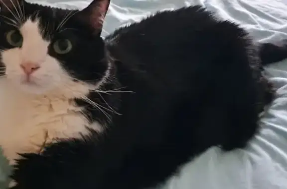 Animaux perdus Meyzieu, photo: Chatte noire et blanche perdue à Meyzieu