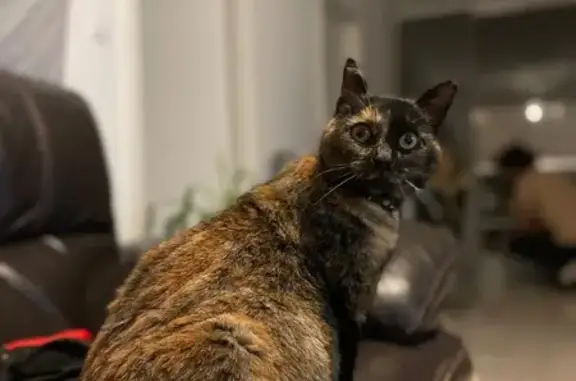Animaux perdus Pontarlier, photo: Chatte Écaille perdue à Pontarlier