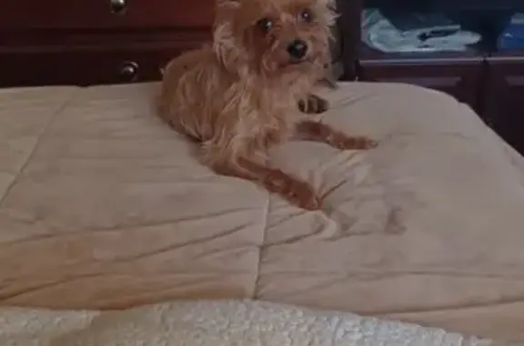 Help Us Find Bear: Missing Chorkie in Bellport