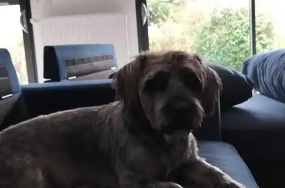 Chienne grise perdue à Chevaline - photo