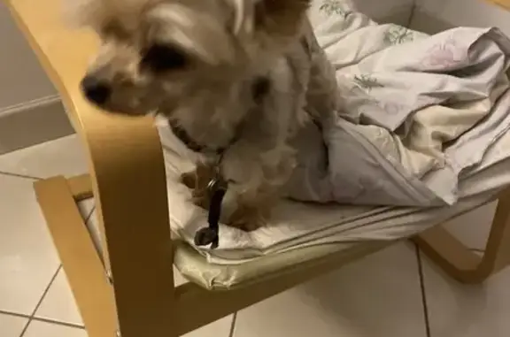 Chien trouvé Tacoignières, photo: Chien mâle crème trouvé à Tacoignières