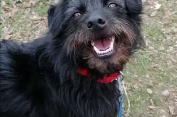 Help Find Zara: Lost Black Terrier-Collie