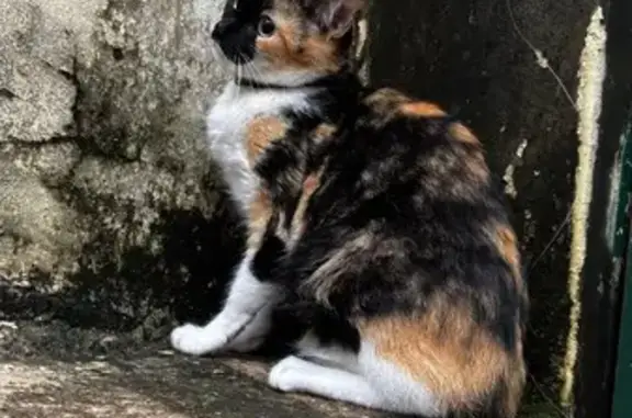 Gata Mestiça Encontrada em São...