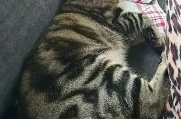 Animaux perdus Fontenay-le-Marmion, photo: Chaton perdu à Fontenay-le-Marmion