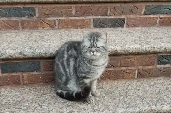 Friendly Cat Found on Neptune...