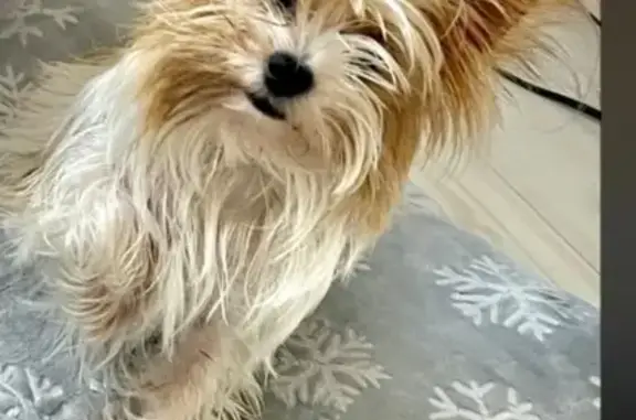 Lost Yorkie/Shihtzu: Auburn Dr, Vallejo