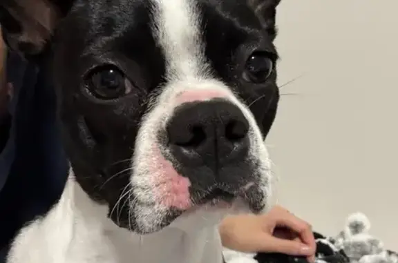 Lost Boston Terrier: Blackburn Ave Alert!